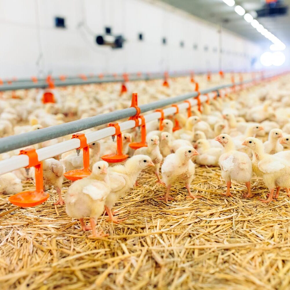 Produkcja I Przetwórstwo Mięsa Drobiowego Należą Do O firmie - IKO - Produkcja i sprzedaż wysokiej jakości mięsa kurczęcego